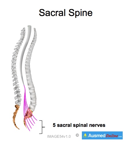 Sacral Spine