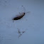 Earwig