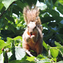 Fox Squirrel