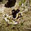 Black-margined Glossodoris
