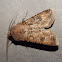 Noctuid Moth