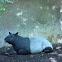Malayan Tapir