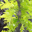 Locust tree