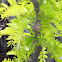 Locust tree