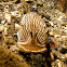 Striped Nudibranch