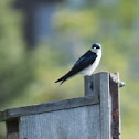 tree swallow