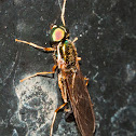 Fly