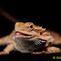 Bearded dragon