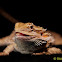 Bearded dragon