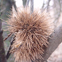 Sweet Chestnut
