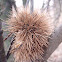 Sweet Chestnut
