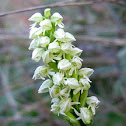 Dense Flowered Orchid