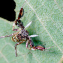 Jumping Spider