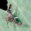 Jumping Spider