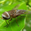 Horse-fly