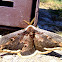 Great Peacock Moth