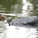 Common Snapping Turtle
