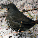 (Sooty) Fox Sparrow