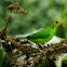 Green Honeycreeper
