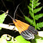 End-Band Net Wing