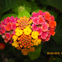 Lantana Plant