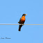 American Robbin