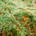 Fynbos