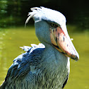 Shoebill