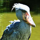 Shoebill