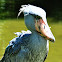 Shoebill