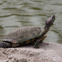 Red-eared Slider