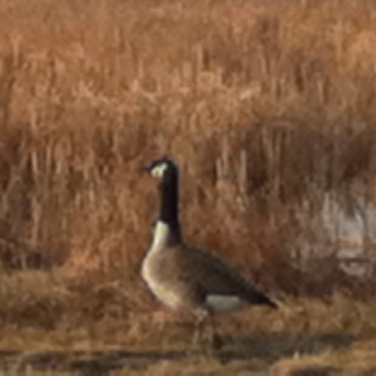 Canadian goose
