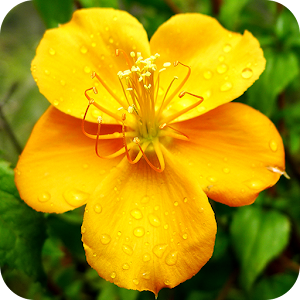 Floramations Oracle Cards.apk 1.7