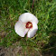 Mariposa Lilly