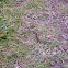 Northwestern garter snake
