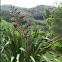 New Zealand flax