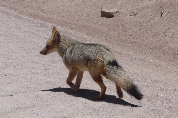 Spotting Image 1