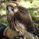 American kestrel