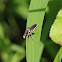 Robberfly