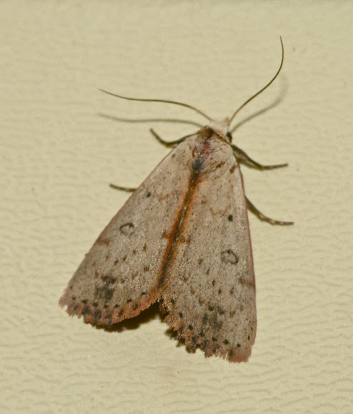 Spotting Image 1