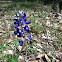 Bluebonnet