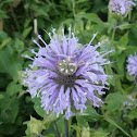 Wild Bergamot