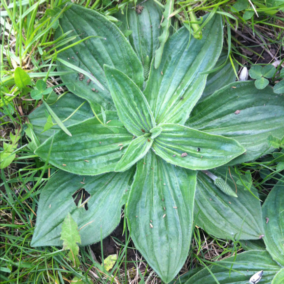 Spotting Image 1