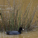 American Coot
