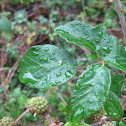 Zarza o Zarzamora - Wild blackberry