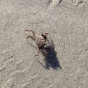 Unknown spotting