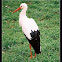White stork (Ciconia ciconia)