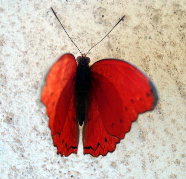 Blood Red Glider | Project Noah