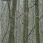 Red Bellied Woodpecker