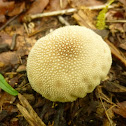 Gem-studded Puffball